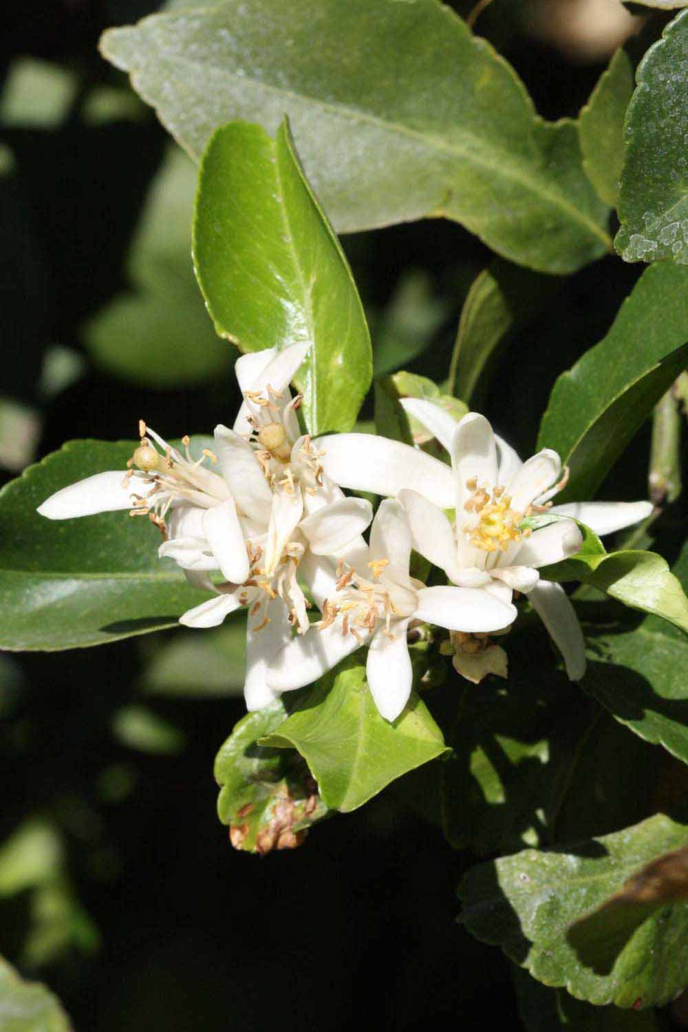              Flower (Riverside, CA)       